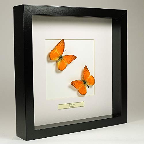 De Museumwinkel.com Appias Nero – Oranje Albatros-Schmetterling - Echter präparierter Schmetterling montiert unter Glas in handgefertigten schwarzen Holzrahmen von De Museumwinkel.com