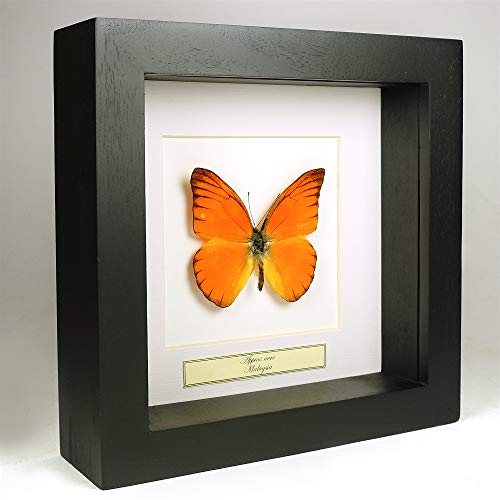 De Museumwinkel.com Appias Nero – Oranje Albatros-Schmetterling - Echter präparierter Schmetterling montiert unter Glas in handgefertigten schwarzen Holzrahmen von De Museumwinkel.com