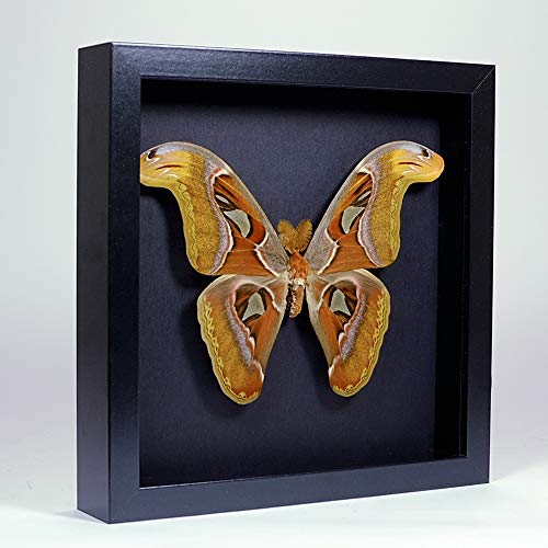 De Museumwinkel.com Attacus Atlas – Atlasspinner - Echter präparierter Schmetterling montiert unter Glas in handgefertigten eleganten schwarzen Holzrahmen von De Museumwinkel.com