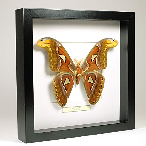 De Museumwinkel.com Attacus Atlas - Atlasspinner - Echter präparierter Schmetterling montiert unter Glas in handgefertigten schwarzen Holzrahmen von De Museumwinkel.com