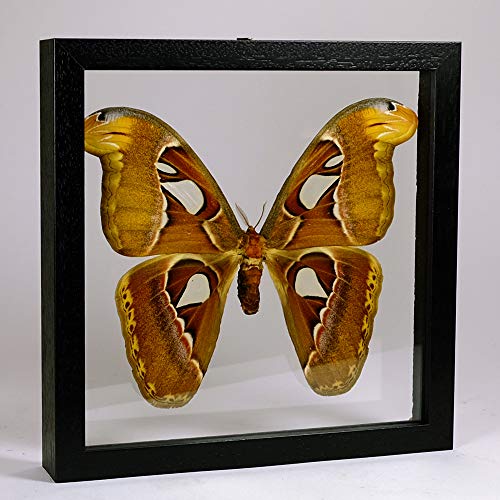 De Museumwinkel.com Attacus atlas – Atlasspinner - Echter präparierter Schmetterling montiert zwischen Glas in handgefertigten Doppelglas Holzrahmen von De Museumwinkel.com