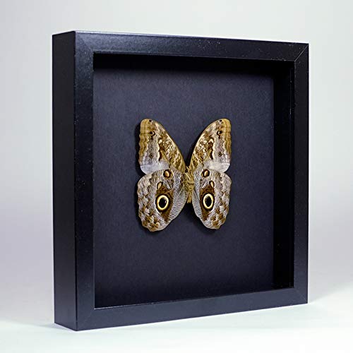 De Museumwinkel.com Caligo sp. – Bananenfalter - Echter präparierter Schmetterling montiert unter Glas in handgefertigten eleganten schwarzen Holzrahmen von De Museumwinkel.com