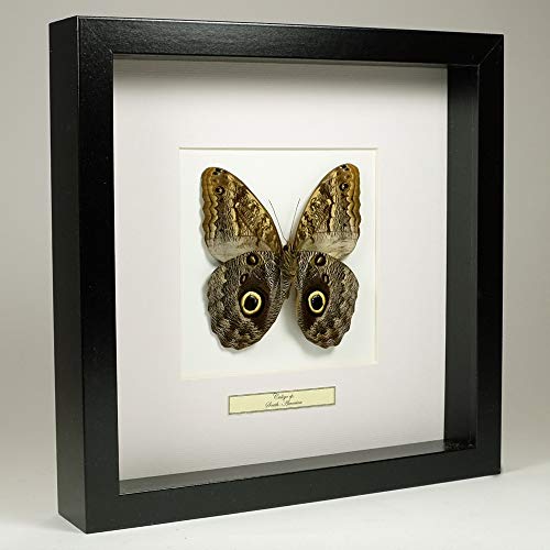 De Museumwinkel.com Caligo sp. – Bananenfalter - Echter präparierter Schmetterling montiert unter Glas in handgefertigten schwarzen Holzrahmen von De Museumwinkel.com