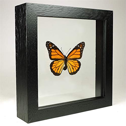 De Museumwinkel.com Danaus plexippus – Monarchfalter - Echter präparierter Schmetterling montiert zwischen Glas in handgefertigten Doppelglas Holzrahmen von De Museumwinkel.com