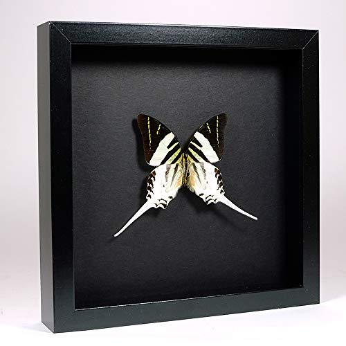 De Museumwinkel.com Graphium androcles – Der riesige Schwertschwanz - Echter präparierter Schmetterling montiert unter Glas in handgefertigten eleganten schwarzen Holzrahmen von De Museumwinkel.com