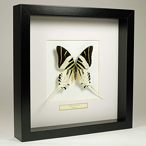 De Museumwinkel.com Graphium androcles – Der riesige Schwertschwanz - Echter präparierter Schmetterling montiert unter Glas in handgefertigten schwarzen Holzrahmen von De Museumwinkel.com