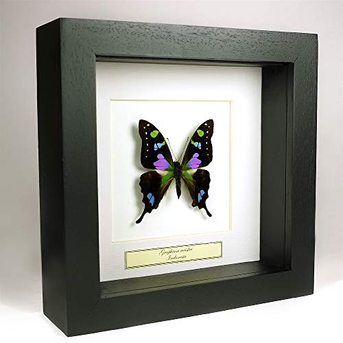 De Museumwinkel.com Graphium weiskei – Der lila gefleckte Schwalbenschwanz - Echter präparierter Schmetterling montiert unter Glas in handgefertigten schwarzen Holzrahmen von De Museumwinkel.com