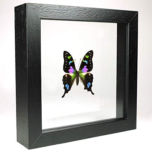 De Museumwinkel.com Graphium weiskei – Der lila gefleckte Schwalbenschwanz - Echter präparierter Schmetterling montiert zwischen Glas in handgefertigten Doppelglas Holzrahmen von De Museumwinkel.com