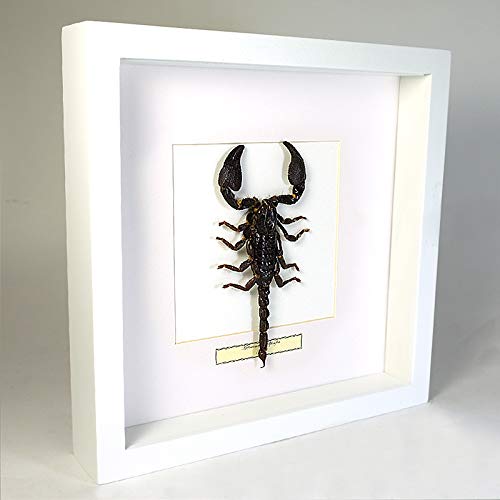 De Museumwinkel.com Heterometrus spinifer – Riesenwald Skorpion - Echter präparierter Insekt montiert unter Glas in handgefertigten weißer Holzrahmen von De Museumwinkel.com