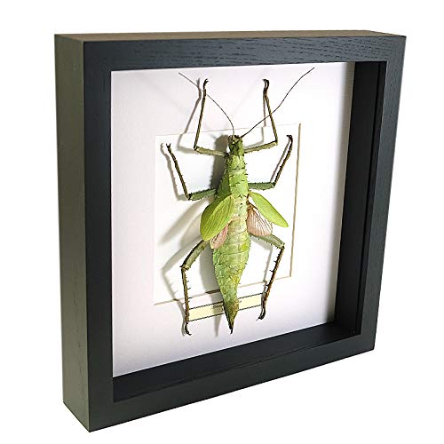 De Museumwinkel.com Heteropteryx dilatata – Malaysische Waldnymphe - Echter präparierter Insekt montiert unter Glas in handgefertigten eleganten schwarzen Holzrahmen von De Museumwinkel.com