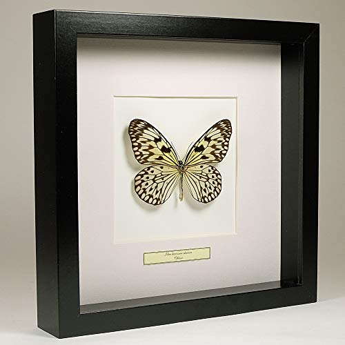De Museumwinkel.com Idea leuconoe Obscura – Weiße Baumnymphe - Echter präparierter Schmetterling montiert unter Glas in handgefertigten schwarzen Holzrahmen von De Museumwinkel.com