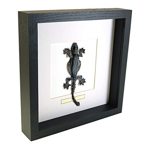 De Museumwinkel.com Lizard - Reptil - Echter präparierter Insekt montiert unter Glas in handgefertigten eleganten schwarzen Holzrahmen von De Museumwinkel.com