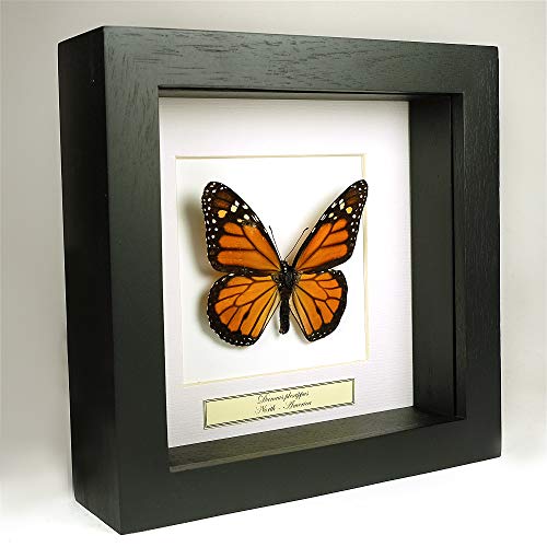 De Museumwinkel.com - Monarchfalter – Echte ausgestopfte Schmetterling unter Glas in handgefertigtem schwarzem Holzrahmen montiert von De Museumwinkel.com