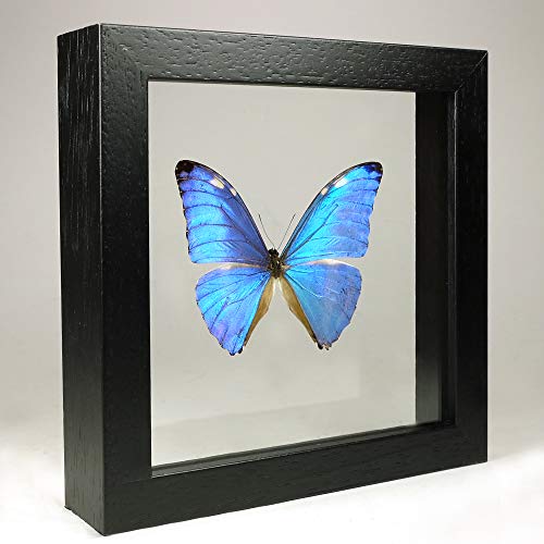 De Museumwinkel.com Morpho adonis – Die Adonis Morpho - Echter präparierter Schmetterling montiert zwischen Glas in handgefertigten Doppelglas Holzrahmen von De Museumwinkel.com