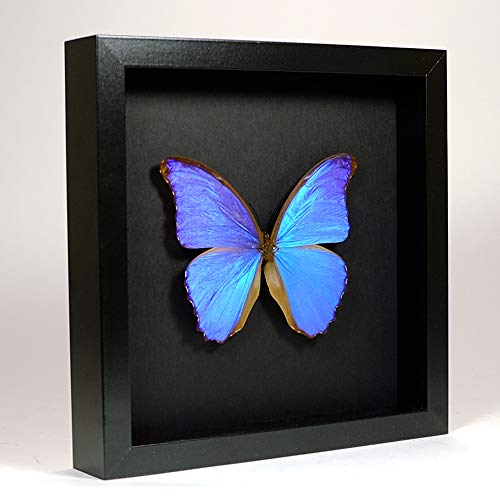 De Museumwinkel.com Morpho Didius - Blaue Morphofalter - Echter präparierter Schmetterling montiert unter Glas in handgefertigten eleganten schwarzen Holzrahmen von De Museumwinkel.com