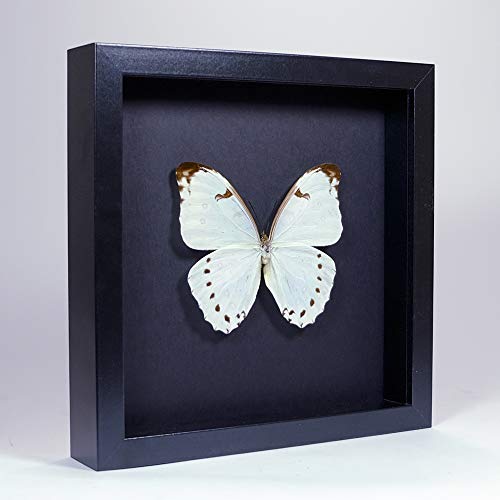 De Museumwinkel.com Morpho Luna – Weißer Morphofalter- Echter präparierter Schmetterling montiert unter Glas in handgefertigten eleganten schwarzen Holzrahmen von De Museumwinkel.com