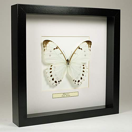 De Museumwinkel.com Morpho Luna – Weißer Morphofalter - Echter präparierter Schmetterling montiert unter Glas in handgefertigten schwarzen Holzrahmen von De Museumwinkel.com