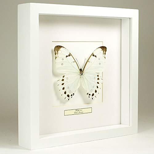 De Museumwinkel.com Morpho Luna – Weißer Morphofalter - Echter präparierter Schmetterling montiert unter Glas in handgefertigten weißer Holzrahmen von De Museumwinkel.com