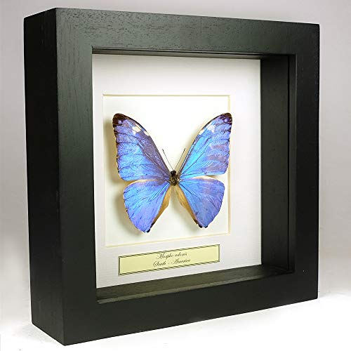 De Museumwinkel.com Morpho adonis –Die Adonis Morpho - Echter präparierter Schmetterling montiert unter Glas in handgefertigten schwarzen Holzrahmen von De Museumwinkel.com