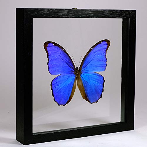 De Museumwinkel.com Morpho didius – Blauer Morphofalter - Echter präparierter Schmetterling montiert zwischen Glas in handgefertigten Doppelglas Holzrahmen von De Museumwinkel.com