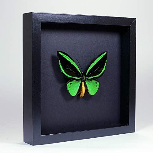 De Museumwinkel.com Ornithoptera priamus Poseidon – gemeiner grüner birdwingschmetterling - Echter präparierter Schmetterling montiert unter Glas in handgefertigten eleganten schwarzen Holzrahmen von De Museumwinkel.com