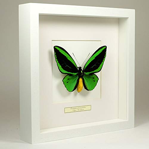 De Museumwinkel.com Ornithoptera priamus Poseidon – gemeiner grüner birdwingschmetterling - Echter präparierter Schmetterling montiert unter Glas in handgefertigten weißer Holzrahmen von De Museumwinkel.com