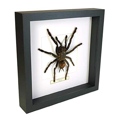 De Museumwinkel.com Pamphobeteus Antinous – Tarantel - Echter präparierter Insekt montiert unter Glas in handgefertigten eleganten schwarzen Holzrahmen von De Museumwinkel.com