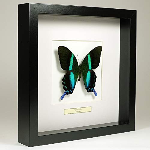De Museumwinkel.com Papilio Blumei - Pfau Schwalbenschwanz - Echter präparierter Schmetterling montiert unter Glas in handgefertigten schwarzen Holzrahmen von De Museumwinkel.com