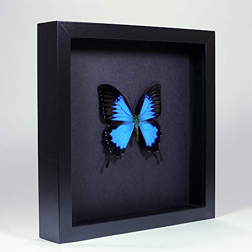 De Museumwinkel.com Papilio Ulysses – Blauer Kaiser - Echter präparierter Schmetterling montiert unter Glas in handgefertigten eleganten schwarzen Holzrahmen von De Museumwinkel.com