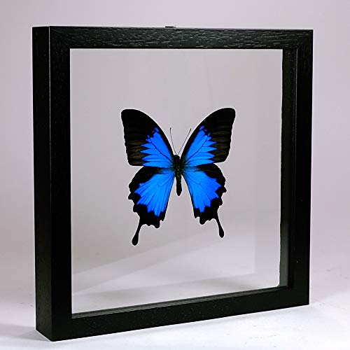 De Museumwinkel.com Papilio Ulysses – Blauer Kaiser - Echter präparierter Schmetterling montiert zwischen Glas in handgefertigten Doppelglas Holzrahmen von De Museumwinkel.com