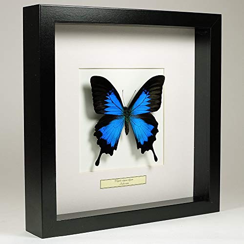 De Museumwinkel.com Papilio Ulysses - Ulysses Schwalbenschwanz - Echter präparierter Schmetterling montiert unter Glas in handgefertigten schwarzen Holzrahmen von De Museumwinkel.com