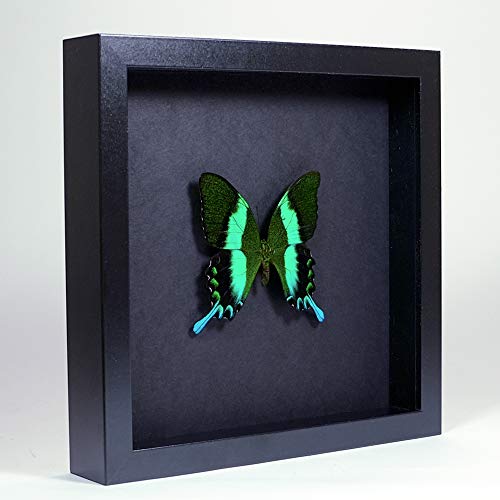 De Museumwinkel.com Papilio blumei – Der grüne Schwalbenschwanz - Echter präparierter Schmetterling montiert unter Glas in handgefertigten eleganten schwarzen Holzrahmen von De Museumwinkel.com