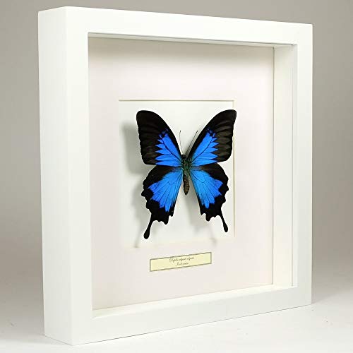 De Museumwinkel.com Papilio ulysses – Blauer kaiser - Echter präparierter Schmetterling montiert unter Glas in handgefertigten weißer Holzrahmen von De Museumwinkel.com