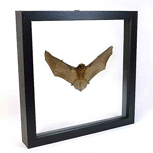 De Museumwinkel.com Rhinolophus lepidus – Hufeisennase - Echter präparierter Insekt montiert zwischen Glas in handgefertigten Doppelglas Holzrahmen von De Museumwinkel.com