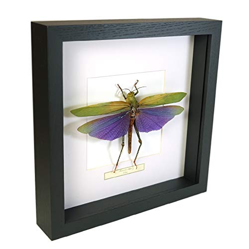 De Museumwinkel.com Titanacris albipes – Heuschrecke - Echter präparierter Insekt montiert unter Glas in handgefertigten schwarzen Holzrahmen von De Museumwinkel.com