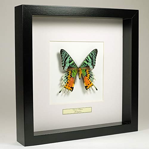 De Museumwinkel.com Urania Ripheus - Regenbogenfalter - Echter präparierter Schmetterling montiert unter Glas in handgefertigten schwarzen Holzrahmen von De Museumwinkel.com