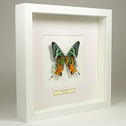 De Museumwinkel.com Urania ripheus – Madagassische Sonnenuntergangs Motte - Echter präparierter Schmetterling montiert unter Glas in handgefertigten weißer Holzrahmen von De Museumwinkel.com