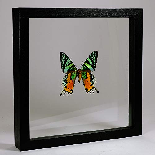 De Museumwinkel.com Urania ripheus – Madagassische Sonnenuntergangs Motte - Echter präparierter Schmetterling montiert zwischen Glas in handgefertigten Doppelglas Holzrahmen von De Museumwinkel.com