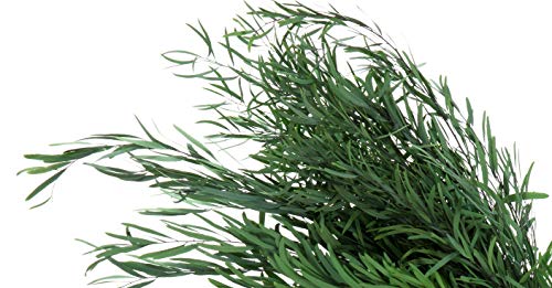 Decoflorales® - Konservierter Natur Eukalyptus Nicoly; 1 Bund; Länge 50-60 cm von Decoflorales