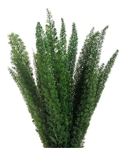 Decoflorales® - Konservierter Natur Fox Tail Farn/Asparagus meyeri/Fuchsschwanz Farn; 1 Bund; Länge 30-40 cm von Decoflorales