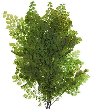 Decoflorales® - Konservierter Natur Lutti Farn; 1 Bund; Länge 14-18 cm von Decoflorales