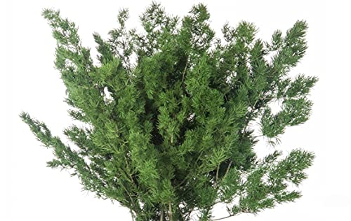 Decoflorales® - Konservierter Natur Ming Farn, Asparagus macowanii - 1 Bund - Länge 30-40 cm von Decoflorales