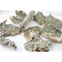 Birkenrinde Natürlicher Terrariumfüller, Wohnkultur Birkenrinde Natürlicher Terrariumfüller, Wohnkultur von DecorNatural