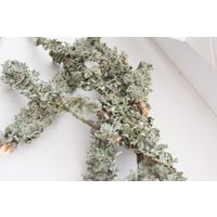 Blaue Flechte Natürlicher Terrarium Füllstoff, Wohnkultur Blaue Flechte Natürlicher Terrarium Füllstoff, Wohnkultur von DecorNatural