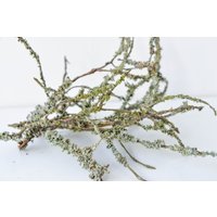 Blaue Flechte Zweige Natürlicher Terrarium Filler, Wohnkultur Blaue Flechte Zweige Natürlicher Terrarium Filler, Wohnkultur von DecorNatural