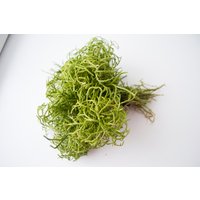 Cormophyt Moos, Natürliches Blumenmaterial, Getrocknetes Hochzeitsdeko, Tischdeko von DecorNatural