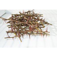 Getrocknete Akazienzweige Mit Dornen Pagan Dekor, Vasenfüller von DecorNatural