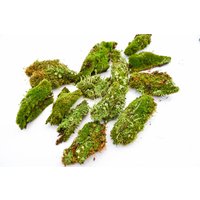 Getrocknetes Moos Set Natürliches Terrarium Mini-Garten Dekor von DecorNatural