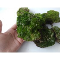 Getrocknetes Waldmoos Auf Birkenrinde Füller Für Terrarien von DecorNatural