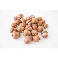 Große Braune Eicheln Adventskranz & Vasenfüller | 25 Stück von DecorNatural